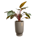 amber grail high 47cm burnt umber